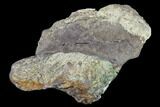 Unidentified Dinosaur Bone Section - Aguja Formation, Texas #116728-2